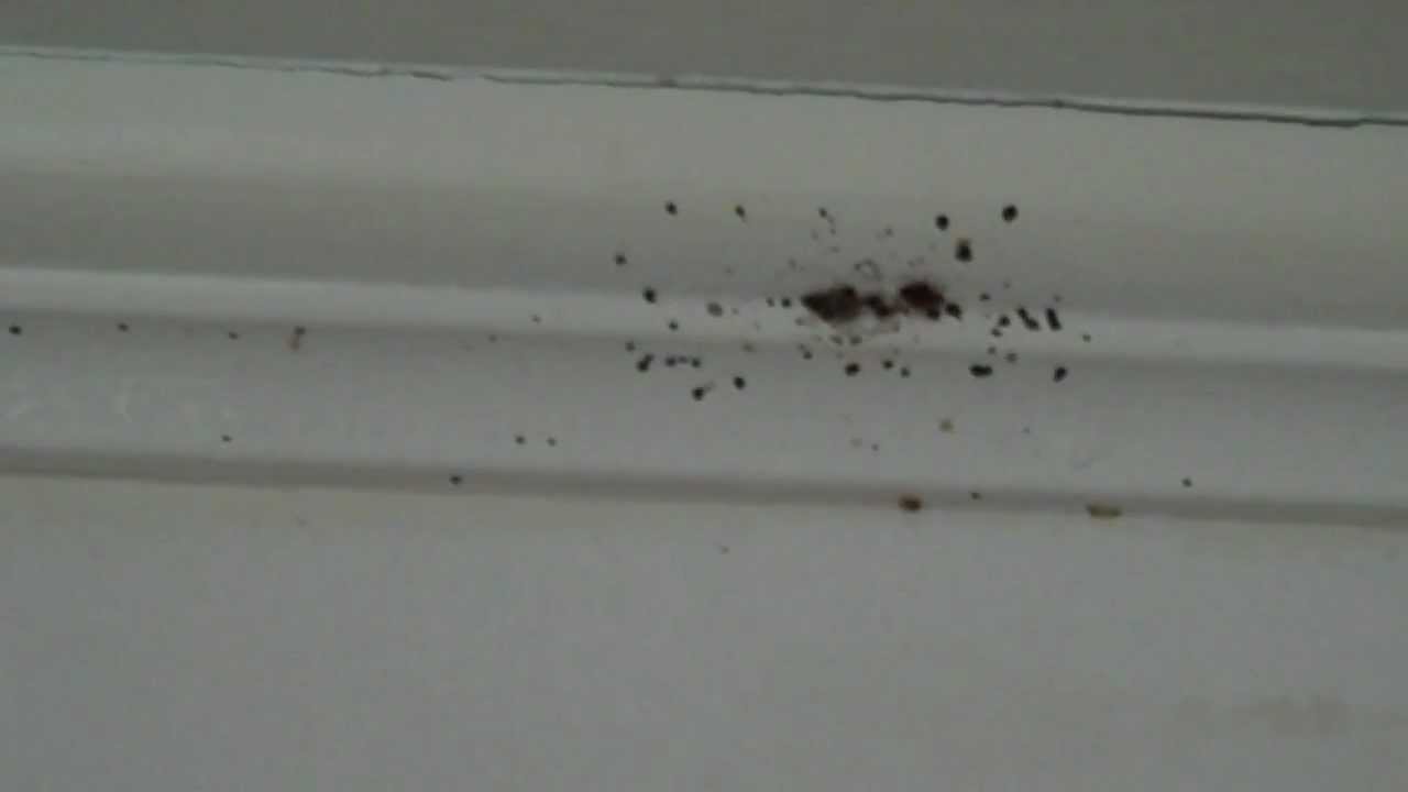 Walls infested with bed bugs