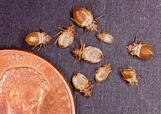 bed bug example